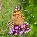 painted lady (Cynthia cardui) Kenneth Noble